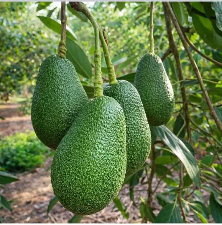 এভোকাডো