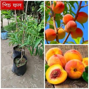 ৫ পিচ ভিন্ন ফলের চারা