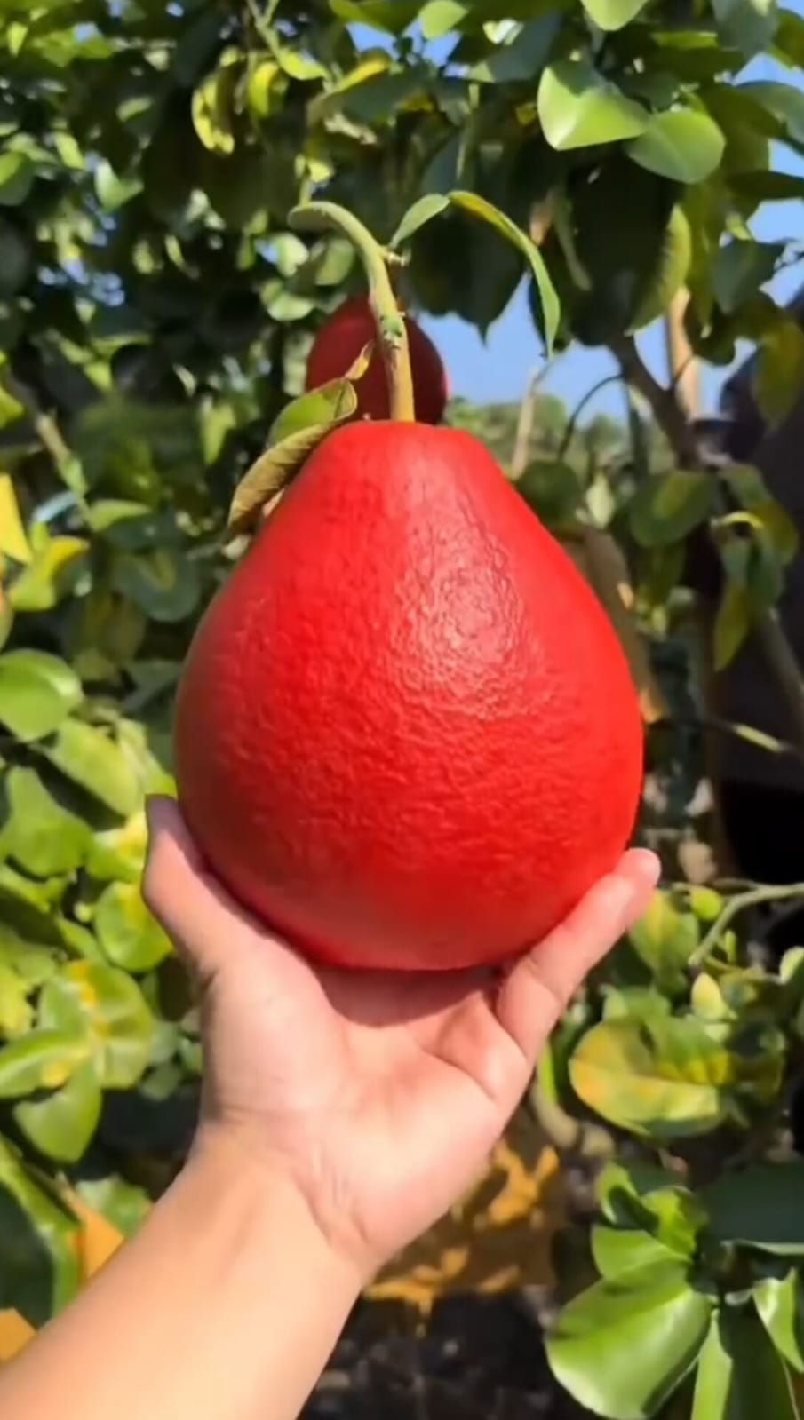 থাইল্যান্ডের লাল জাম্বুরা